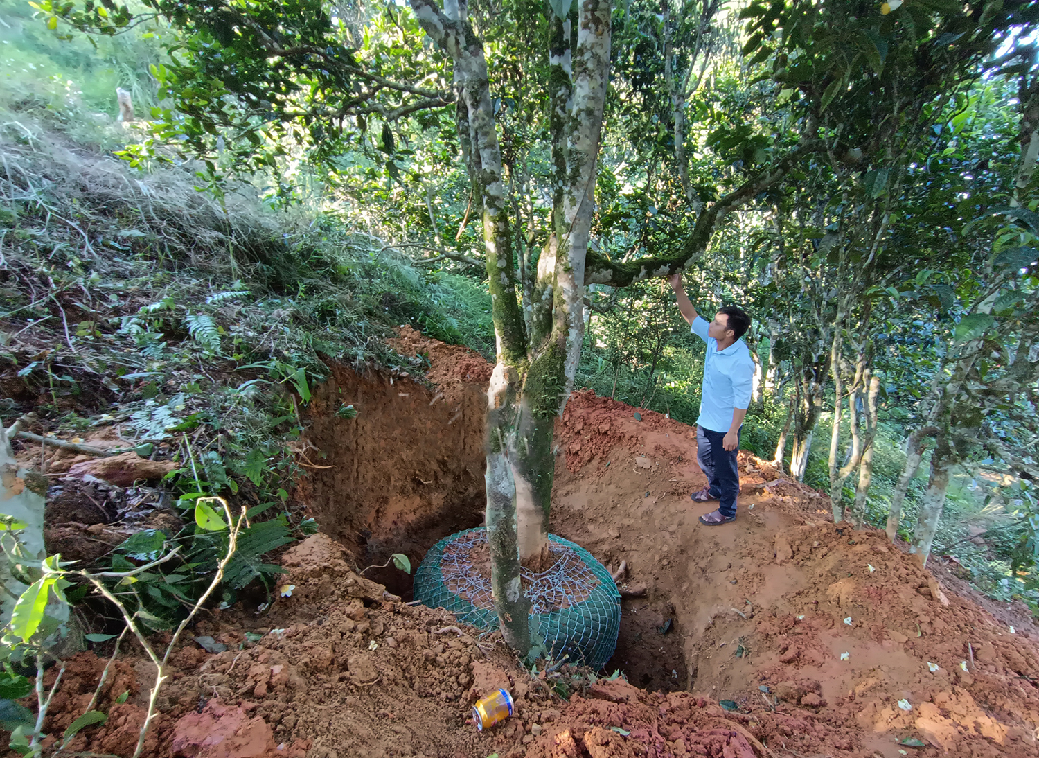 Một loài cây cổ thụ ở nơi này của Lào Cai dân chơi săn lùng mua làm cây cảnh đang hot, đó là cây gì? - Ảnh 1.