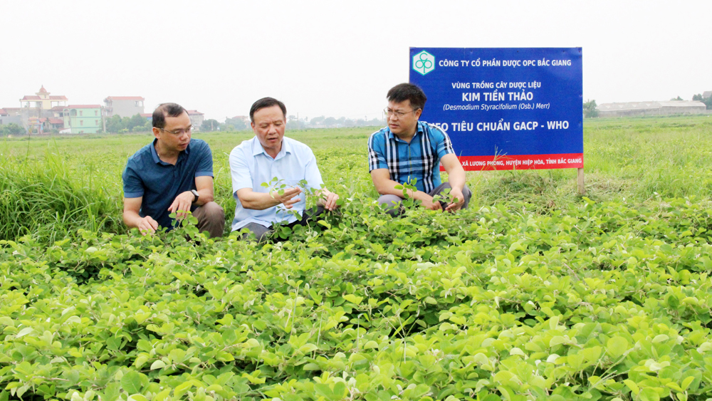 30 năm khuyến nông Bắc Giang: Tổ chức hàng chục ngàn mô hình, lớp tập huấn cho nông dân - Ảnh 2.