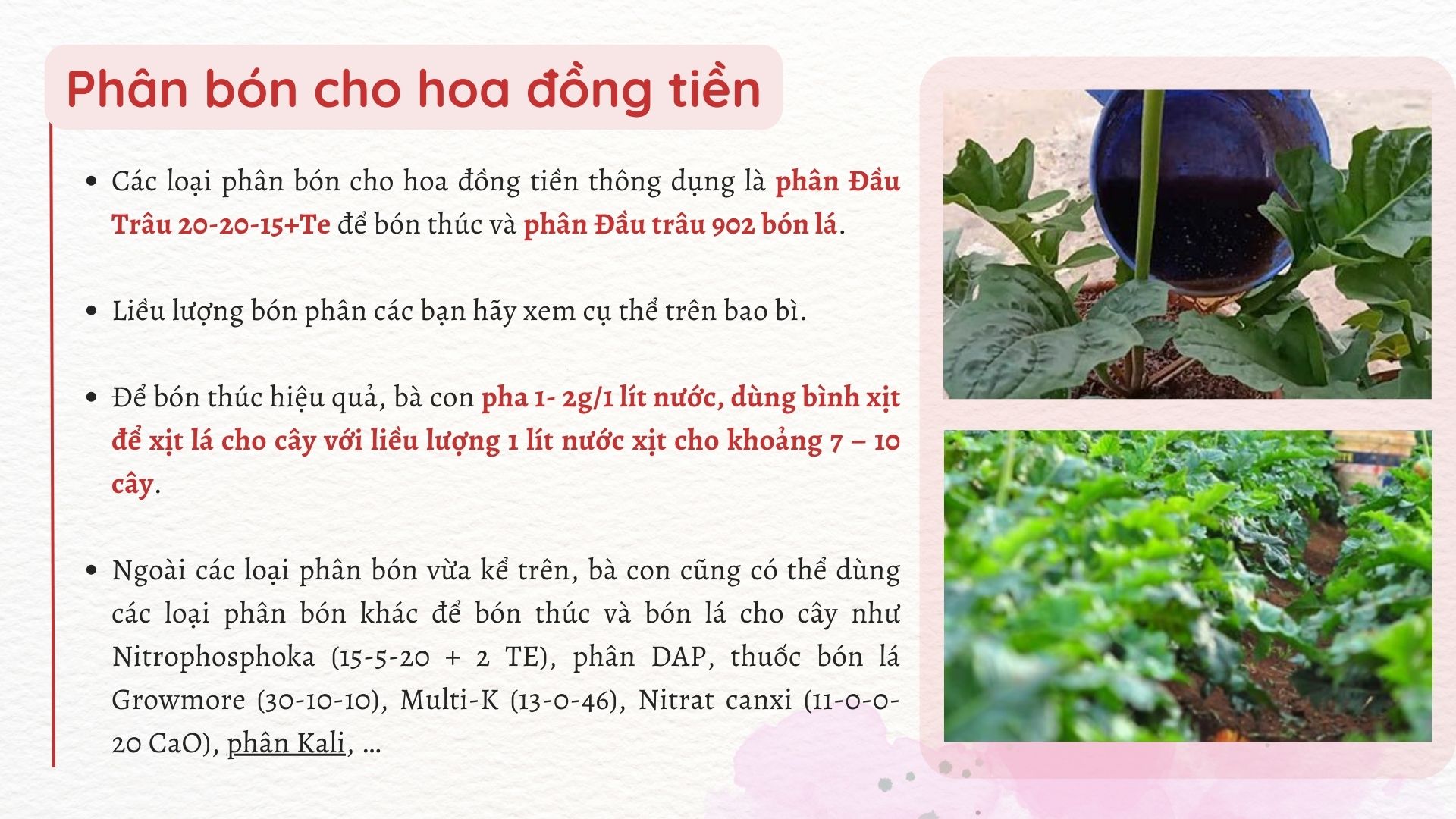 SỔ TAY NHÀ NÔNG: Phân bón cho hoa đồng tiền, một vài lưu ý khi bón phân - Ảnh 2.