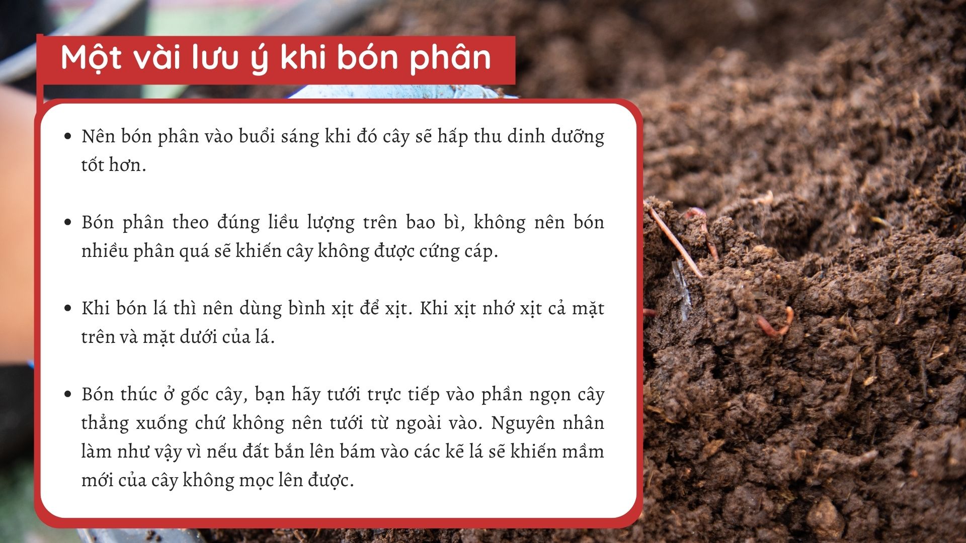 SỔ TAY NHÀ NÔNG: Phân bón cho hoa đồng tiền, một vài lưu ý khi bón phân - Ảnh 3.