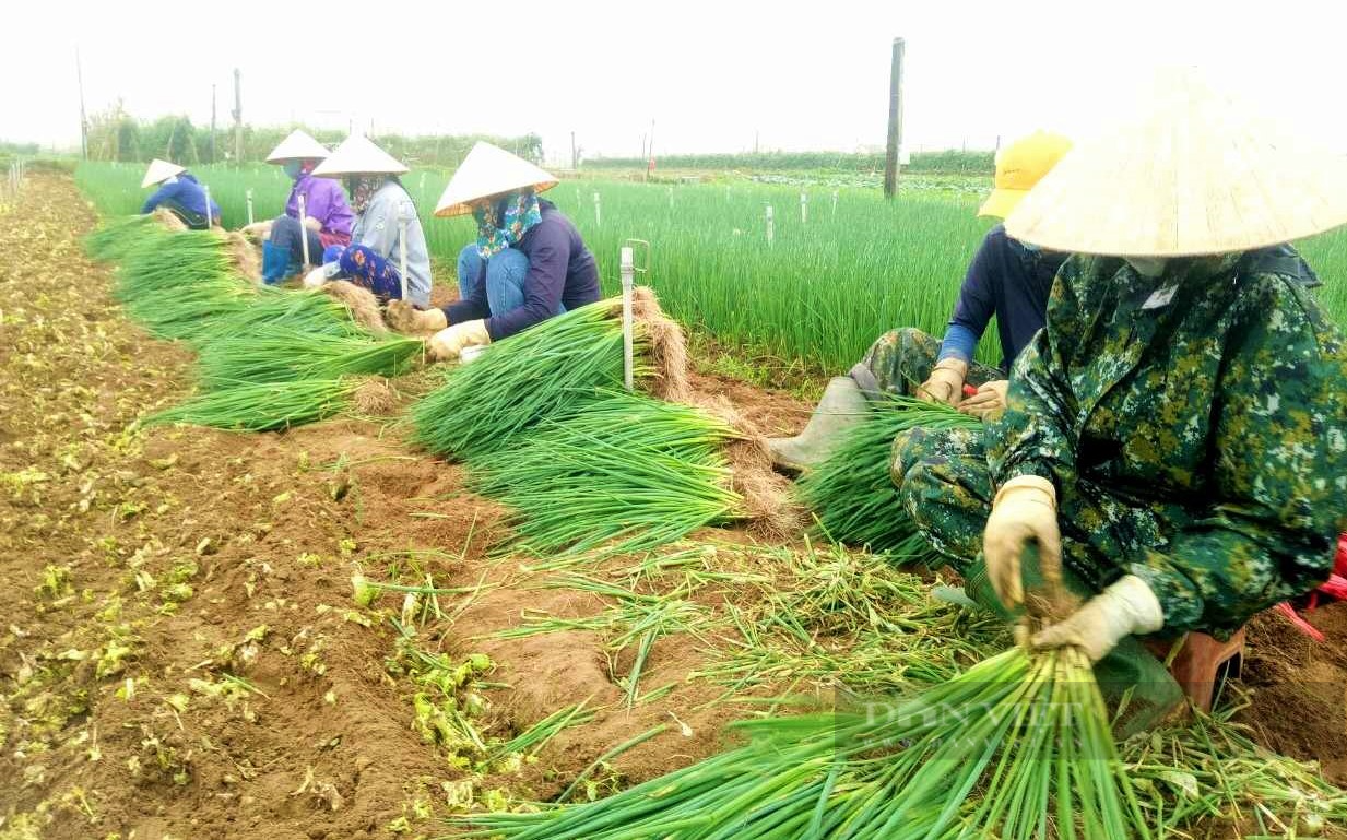 Biến vùng đất cát thành vựa rau sạch lớn nhất tỉnh Nghệ An, nông dân nơi này thoát nghèo vươn lên làm giàu - Ảnh 1.