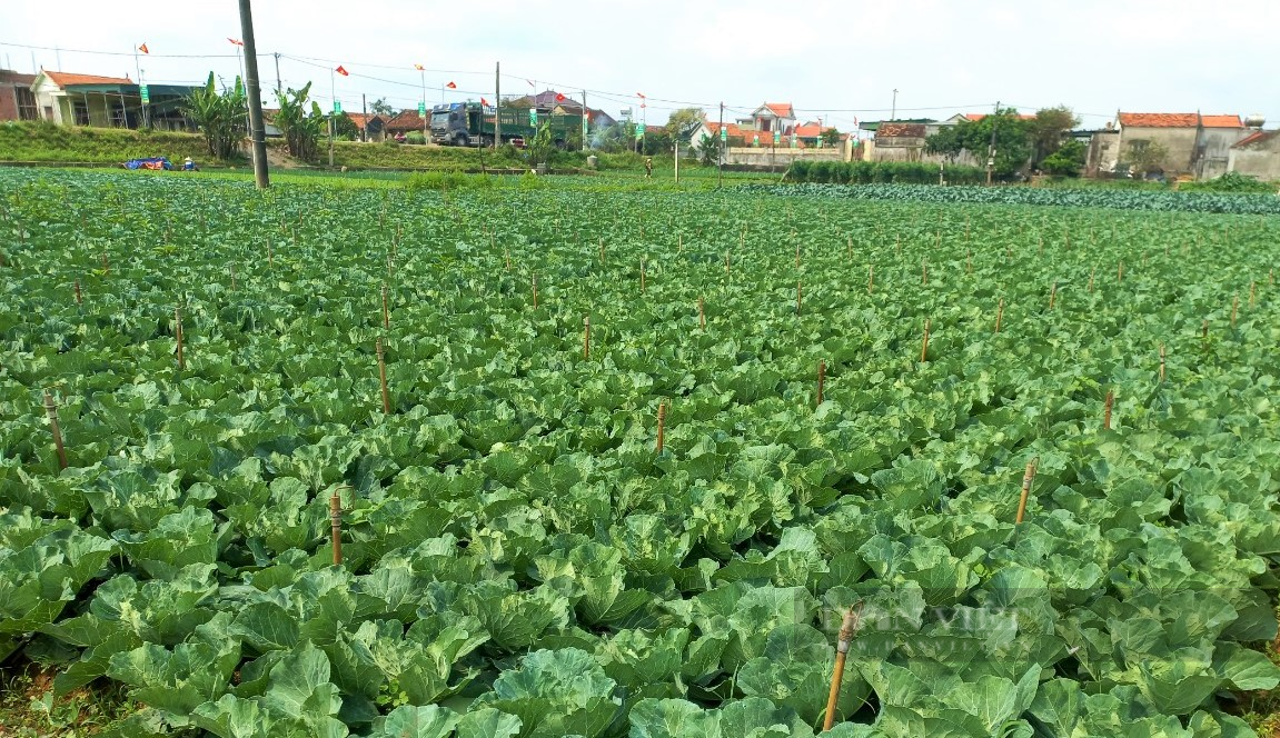 Biến vùng đất cát thành vựa rau sạch lớn nhất tỉnh Nghệ An, nông dân nơi này thoát nghèo vươn lên làm giàu - Ảnh 2.