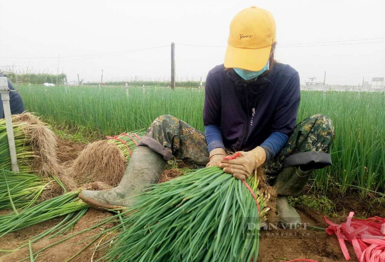 Biến vùng đất cát thành vựa rau sạch lớn nhất tỉnh Nghệ An, nông dân nơi này thoát nghèo vươn lên làm giàu - Ảnh 3.