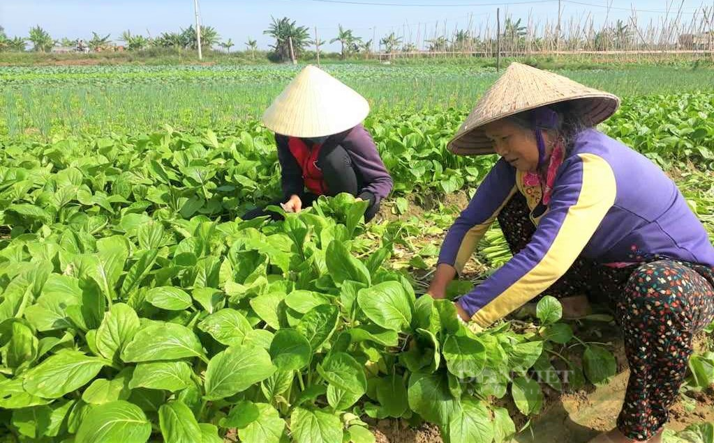 Biến vùng đất cát thành vựa rau sạch lớn nhất tỉnh Nghệ An, nông dân nơi này thoát nghèo vươn lên làm giàu - Ảnh 5.