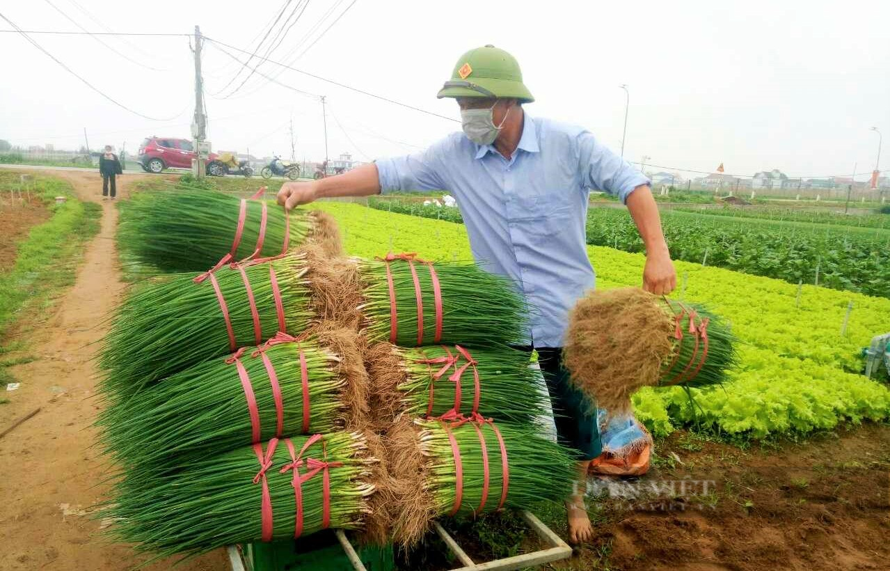 Biến vùng đất cát thành vựa rau sạch lớn nhất tỉnh Nghệ An, nông dân nơi này thoát nghèo vươn lên làm giàu - Ảnh 6.