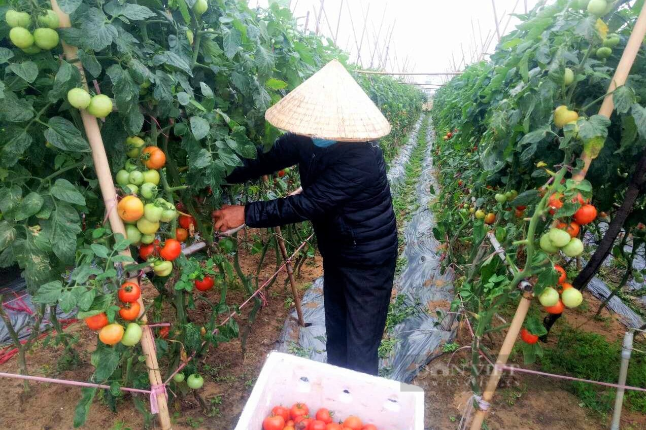 Biến vùng đất cát thành vựa rau sạch lớn nhất tỉnh Nghệ An, nông dân nơi này thoát nghèo vươn lên làm giàu - Ảnh 8.