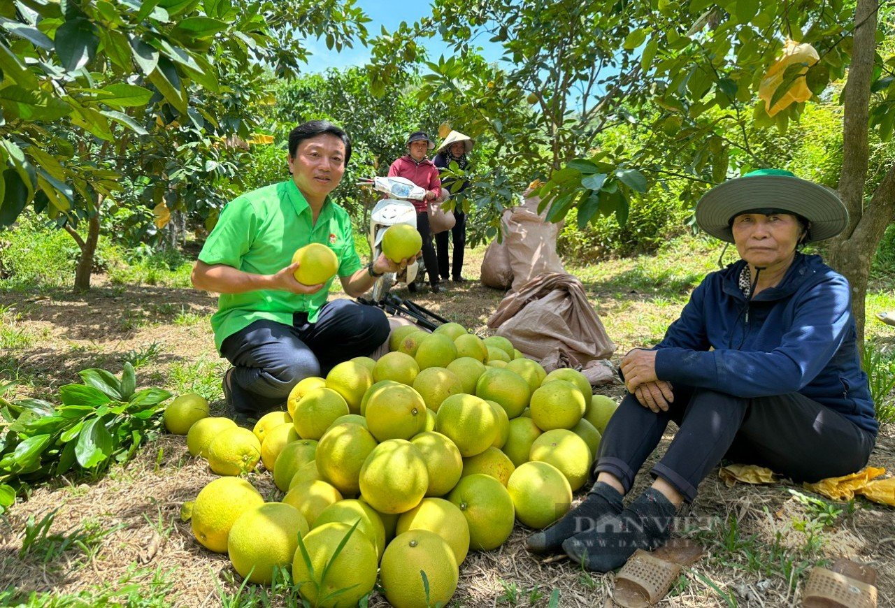 Hà Tĩnh: Thứ quả đặc sản giúp huyện miền núi Hương Khê thu về gần 590 tỷ đồng - Ảnh 1.