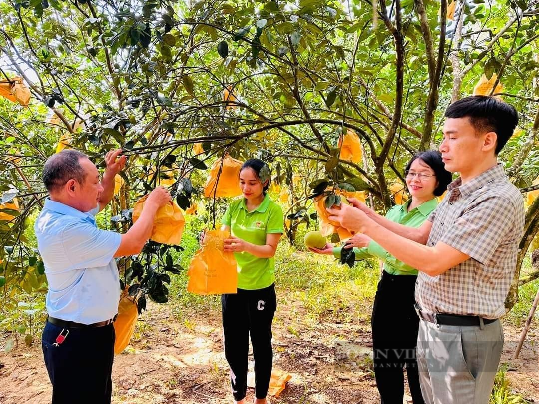 Hà Tĩnh: Thứ quả đặc sản giúp huyện miền núi Hương Khê thu về gần 590 tỷ đồng - Ảnh 3.