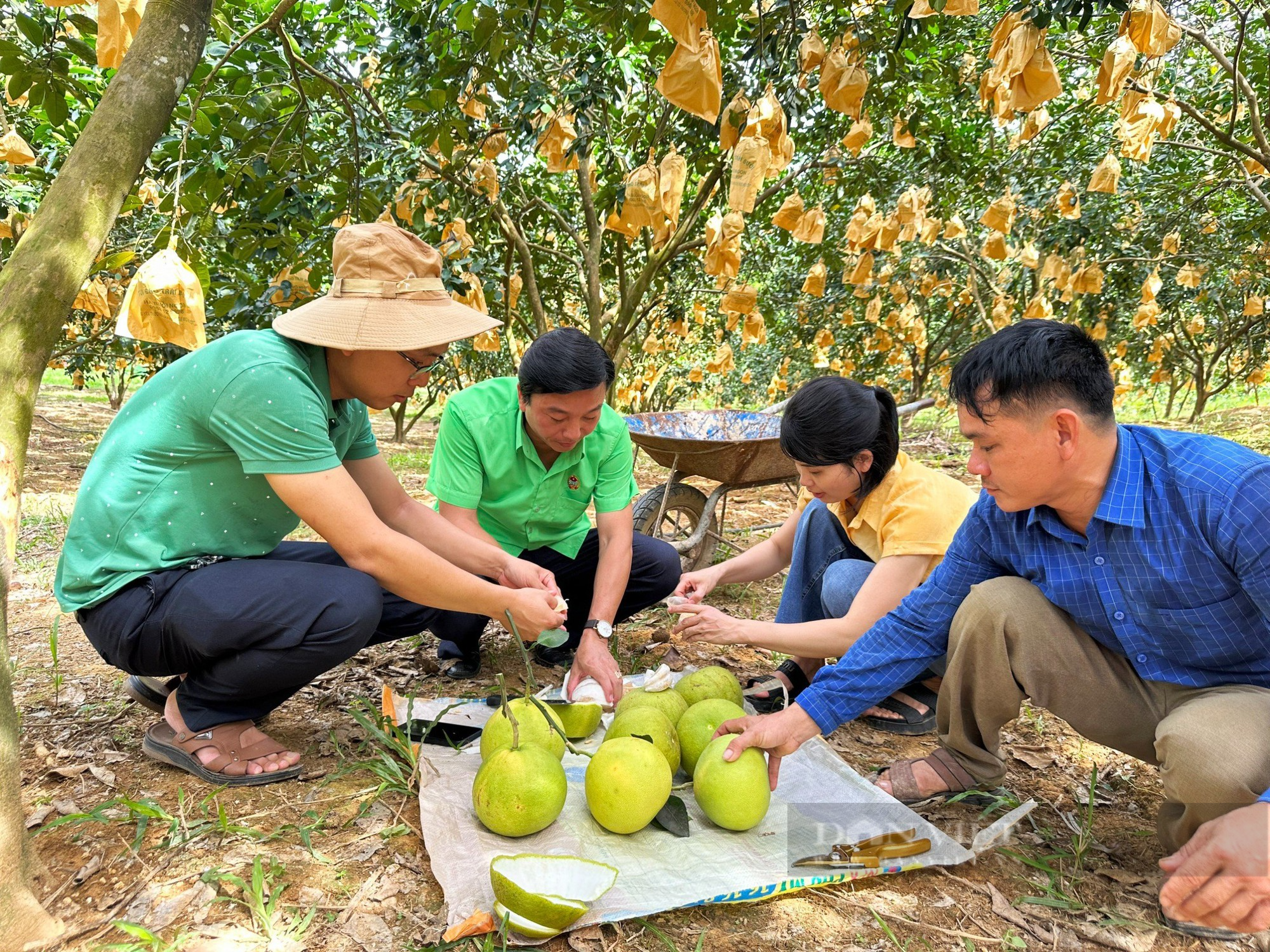Hà Tĩnh: Thứ quả đặc sản giúp huyện miền núi Hương Khê thu về gần 590 tỷ đồng - Ảnh 5.