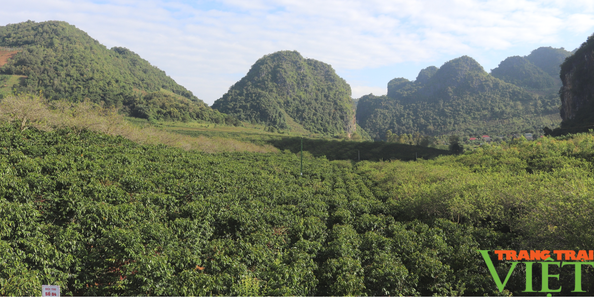 Trà Cascara, sản phẩm tinh hoa của núi rừng Tây Bắc - Ảnh 1.