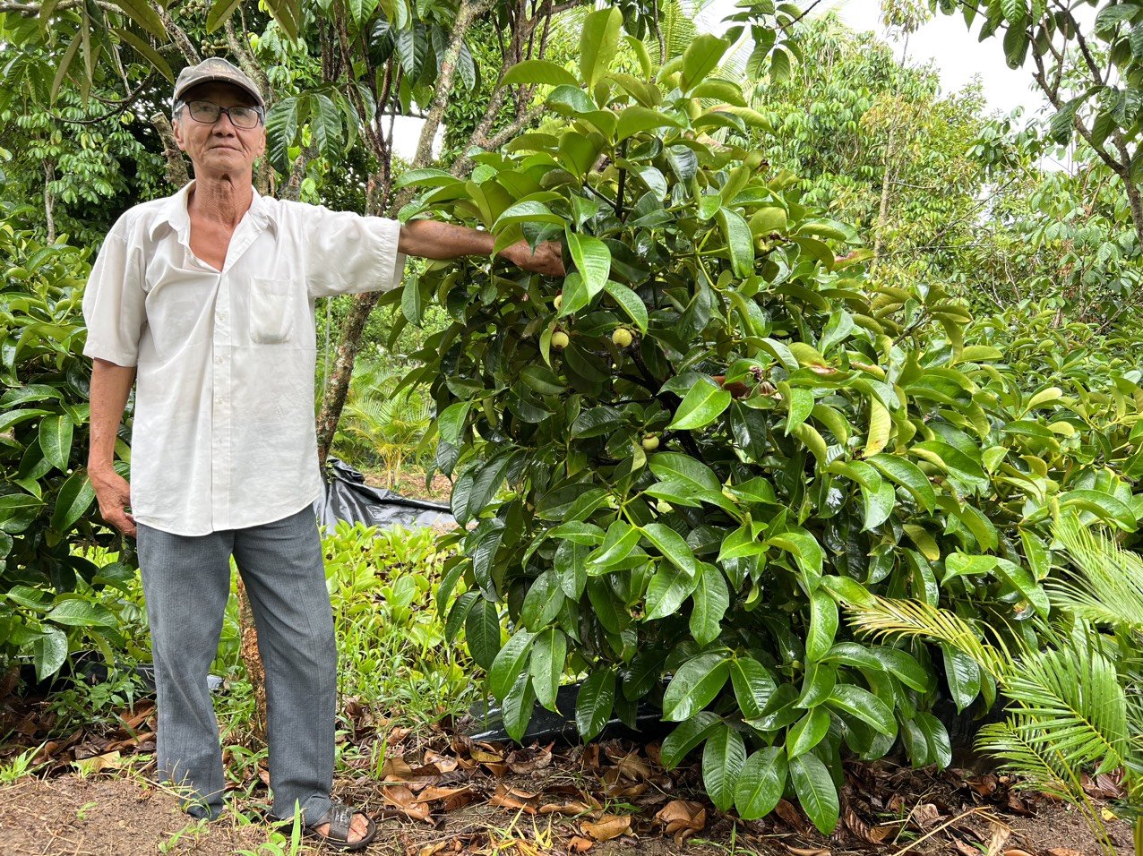 &quot;Cha đẻ&quot; giống sầu riêng sữa cơm vàng hạt lép Chín Hóa công bố giống măng cụt hạt lép mới - Ảnh 1.