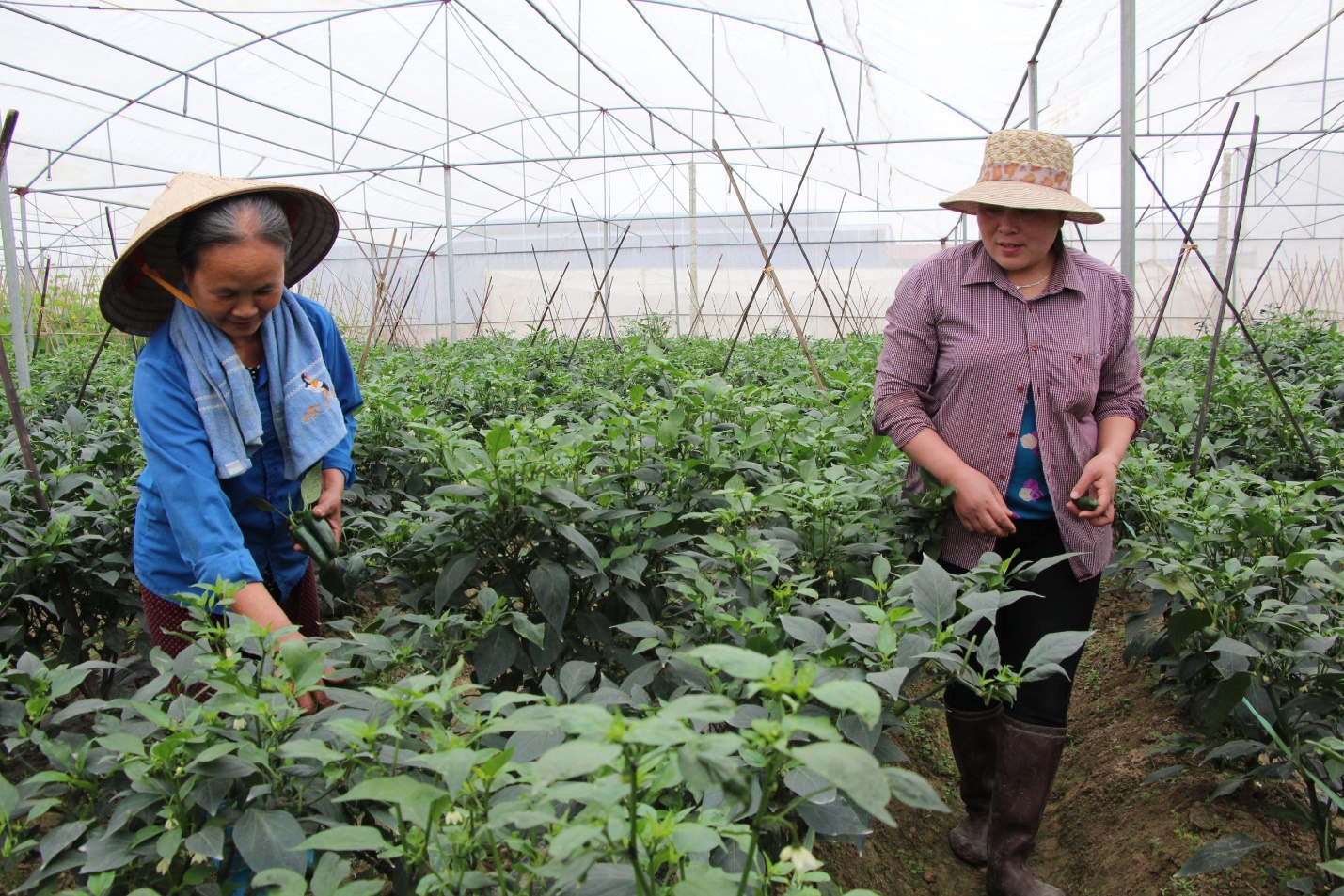 30 năm khuyến nông Bắc Giang: Tổ chức hàng chục ngàn mô hình, lớp tập huấn cho nông dân - Ảnh 1.