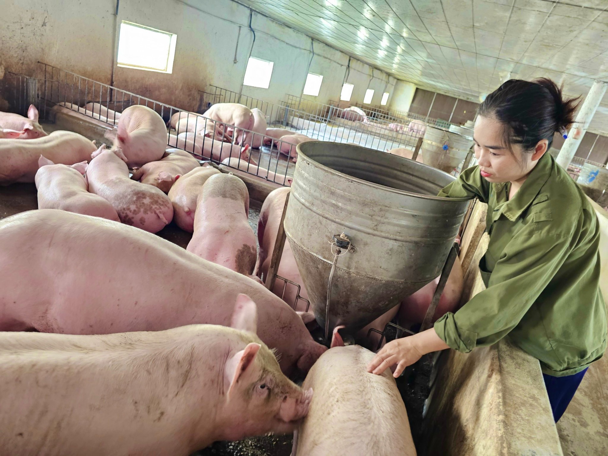 Quảng Bình: Nữ 9x nuôi lợn bằng thảo dược, ai ngờ lợn khỏe, ít bệnh bán cả ngàn con/năm - Ảnh 2.