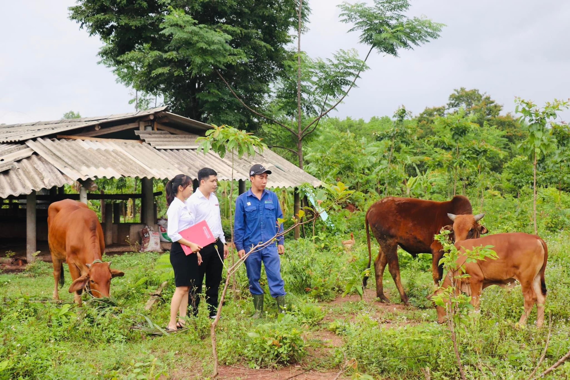 Dấu ấn Agribank trong xây dựng nông thôn mới tại Quảng Trị - Ảnh 3.