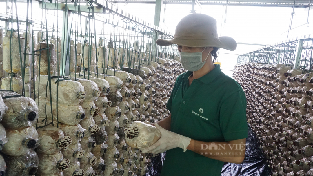 &quot;Lấn sân&quot; nông nghiệp, 'trùm' bất động sản tham vọng ngôi vị số một ngành nấm - Ảnh 6.