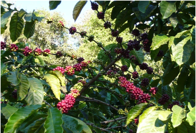 Giá cà phê hôm nay 8/2: Sàn quốc tế, cà phê Robusta tăng, trong nước gần chạm mốc 79.000 đồng/kg- Ảnh 3.