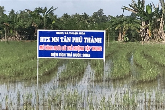 Nuôi cá trê vàng trên ruộng lúa ở Hậu Giang, chả tốn mấy thức ăn, nông dân lời gấp 3 lần - Ảnh 1.