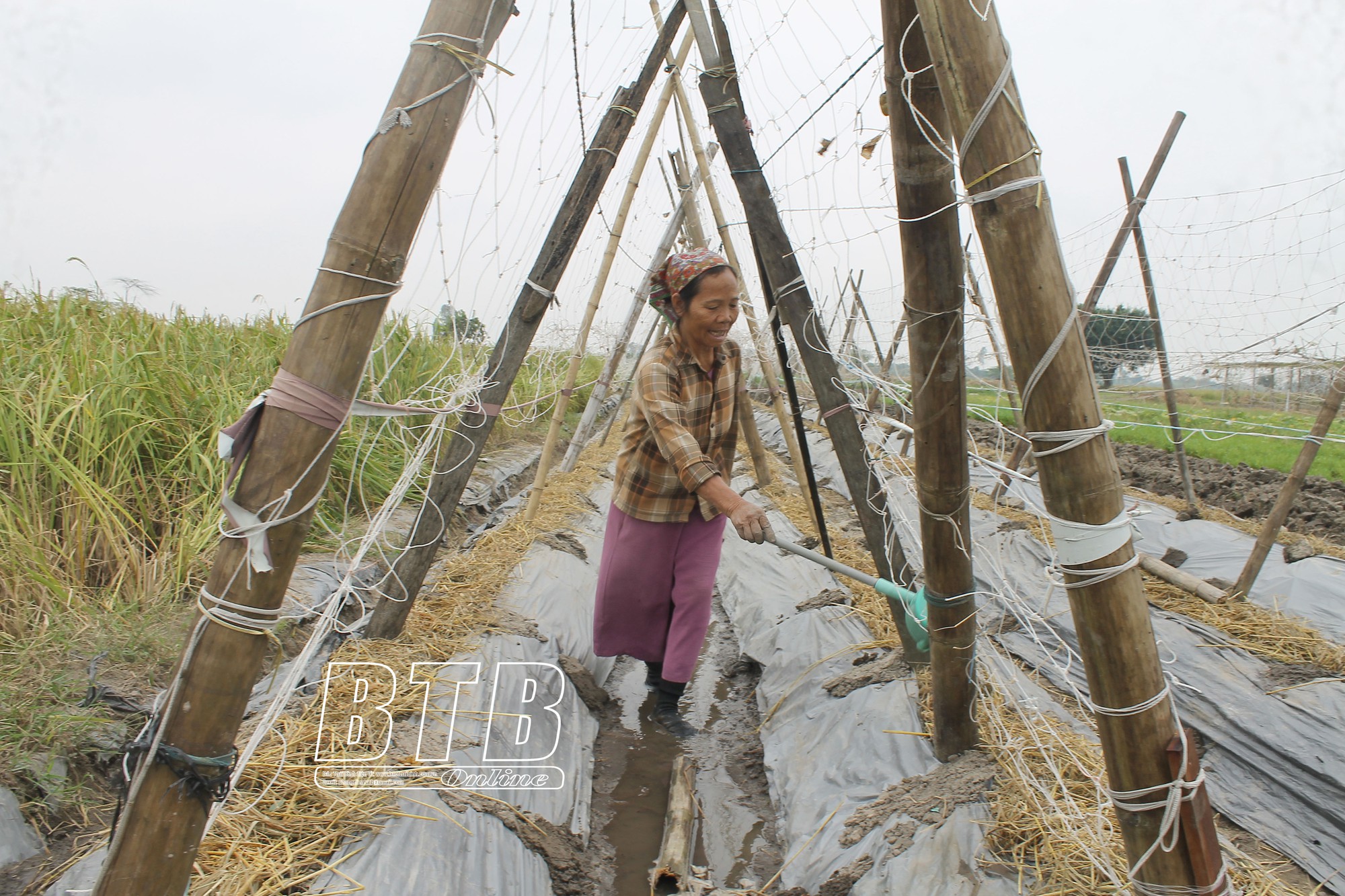 Nơi khác còn rục rịch làm đất, nông dân một xã của tỉnh Thái Bình đã có tiền đút túi nhờ trồng rau vụ đông - Ảnh 1.