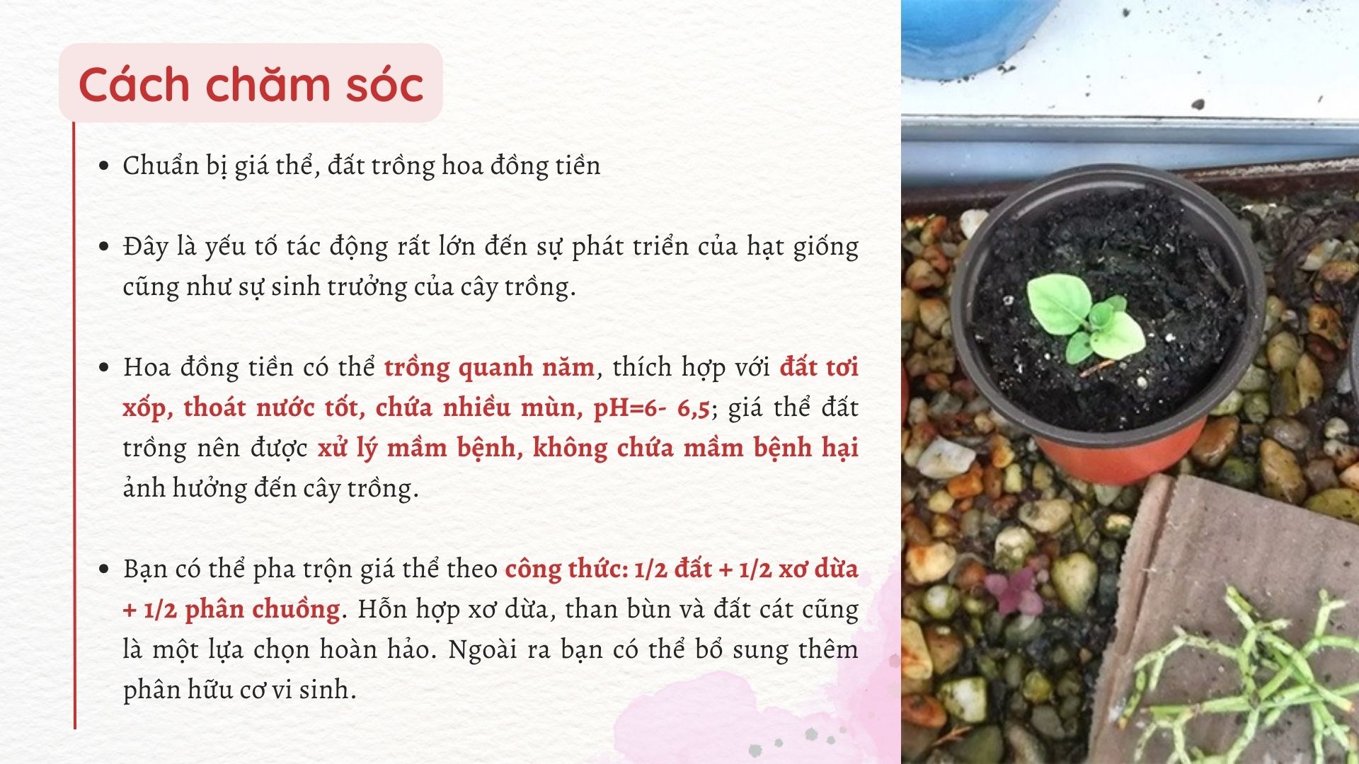 SỔ TAY NHÀ NÔNG: Mách bà con cách cách gieo hạt hoa đồng tiền - Ảnh 2.