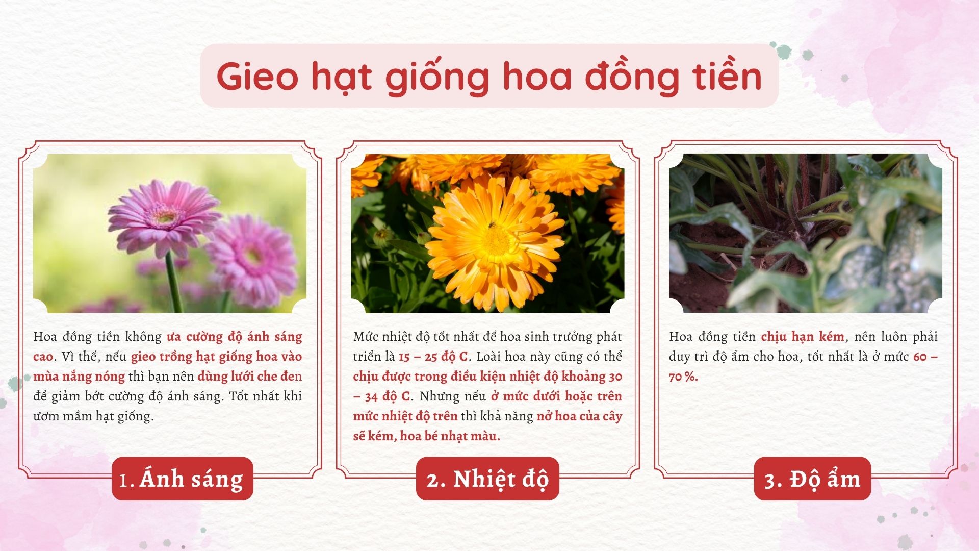 SỔ TAY NHÀ NÔNG: Mách bà con cách cách gieo hạt hoa đồng tiền - Ảnh 3.