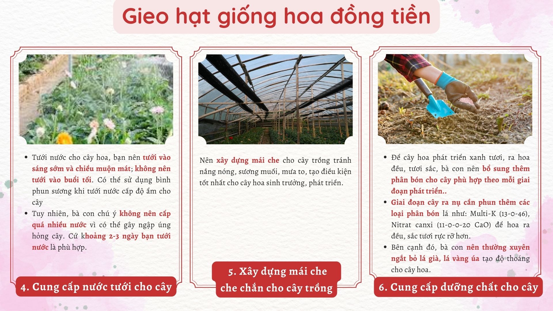 SỔ TAY NHÀ NÔNG: Mách bà con cách cách gieo hạt hoa đồng tiền - Ảnh 4.