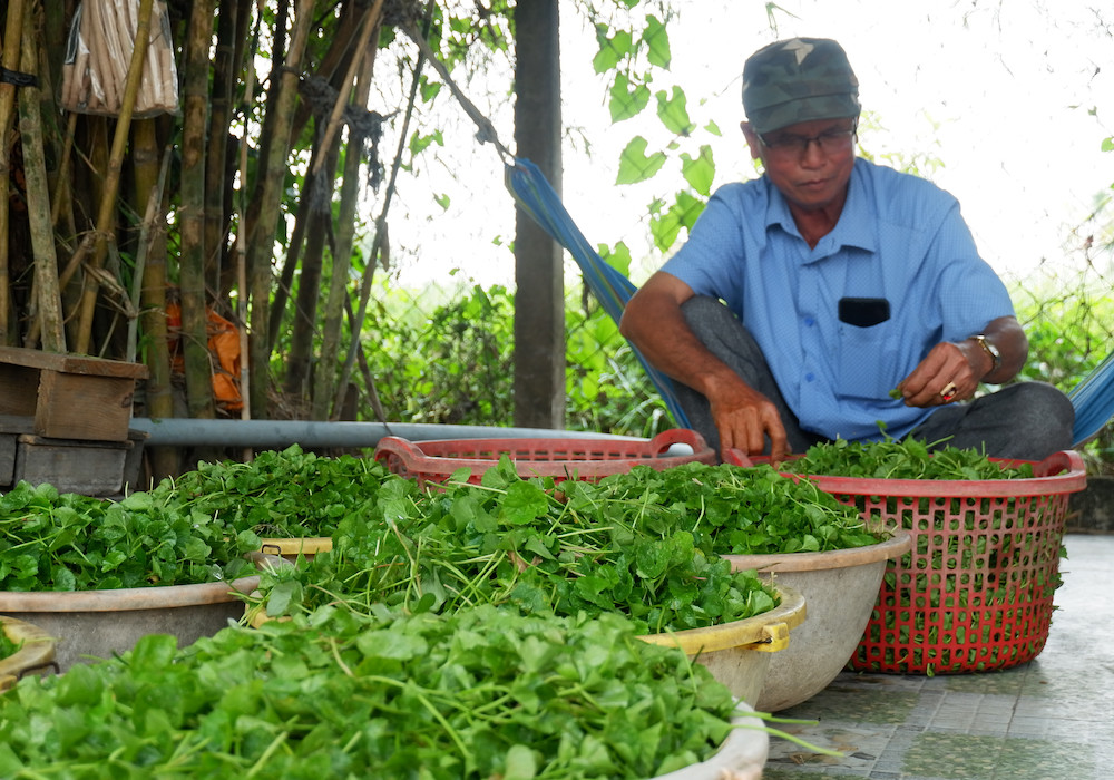 Thứ rau đồng này ăn ví như uống thuốc bổ, một nông dân Long An hễ cắt là thương lái &quot;khuân&quot; hết - Ảnh 1.