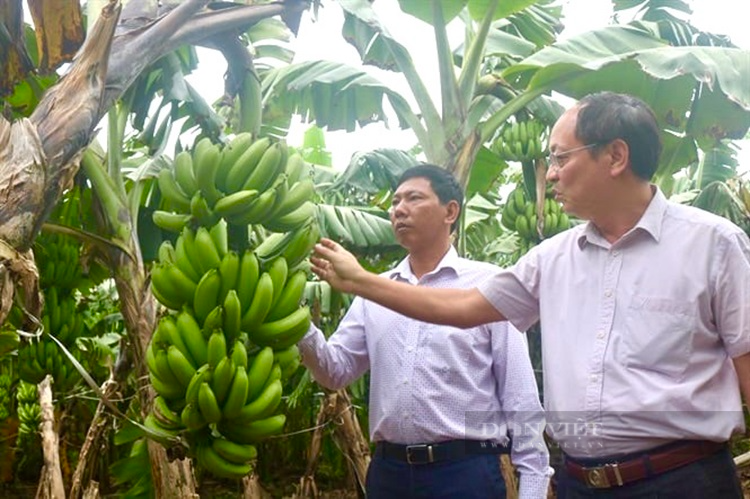 Cấp mã số vùng trồng, nông sản Phú Thọ rộng đường xuất ngoại, tăng giá trị - Ảnh 1.