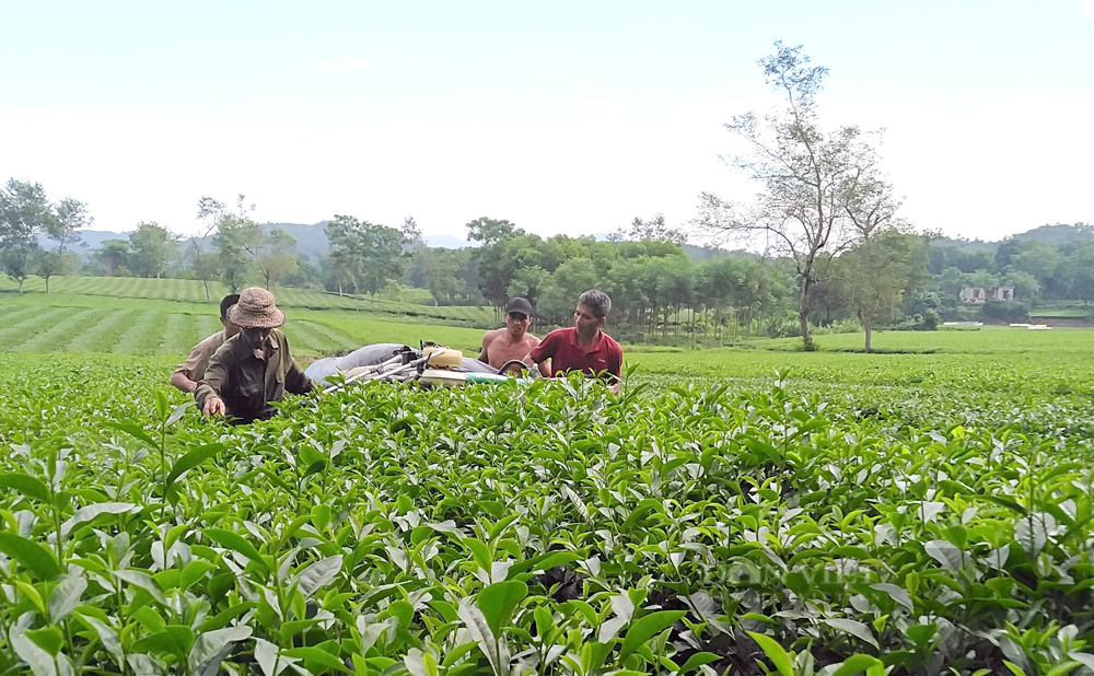 Cấp mã số vùng trồng, nông sản Phú Thọ rộng đường xuất ngoại, tăng giá trị - Ảnh 4.