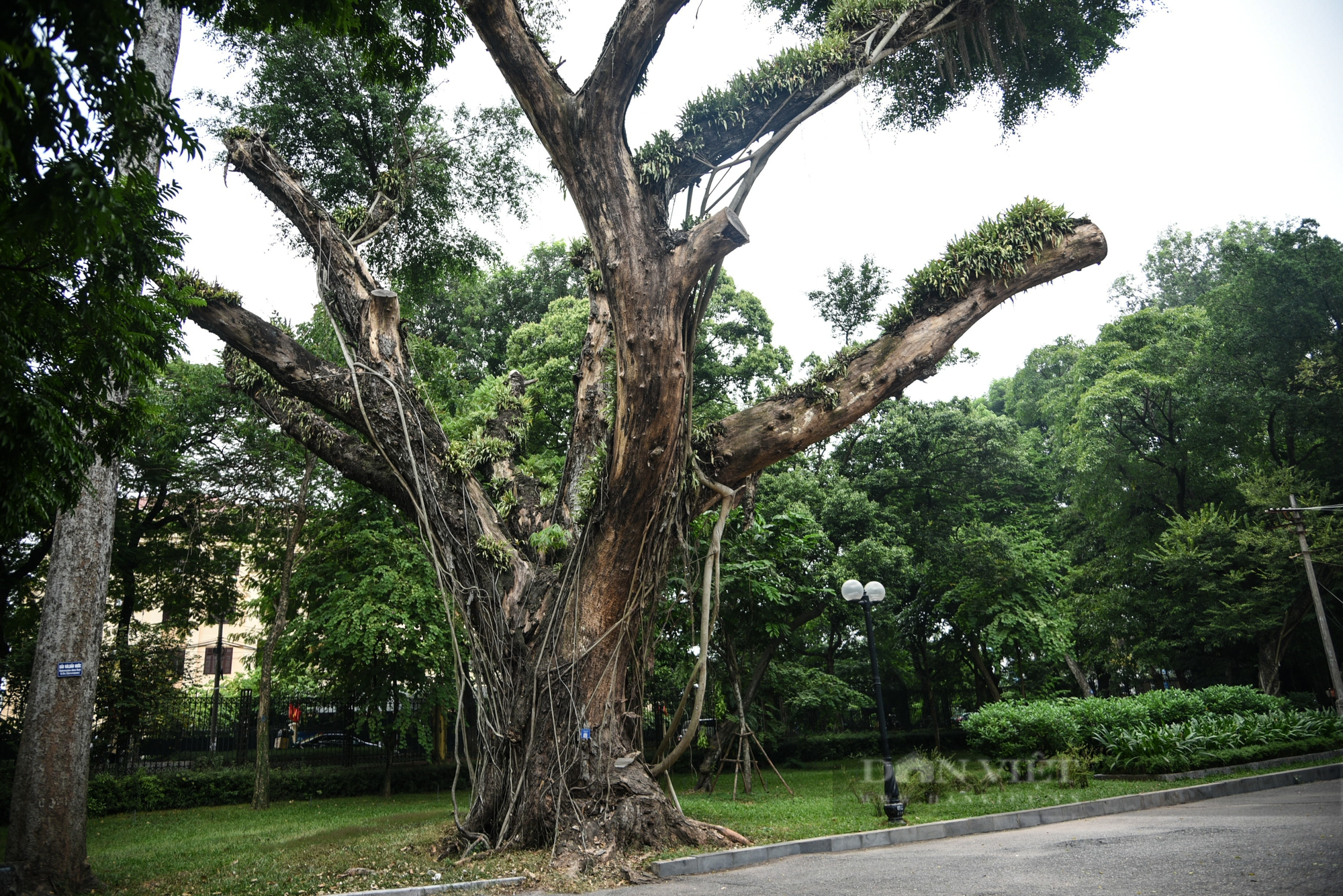 Cận cảnh ba công viên lớn ở Hà Nội được đầu tư 900 tỷ đồng để cải tạo - Ảnh 6.