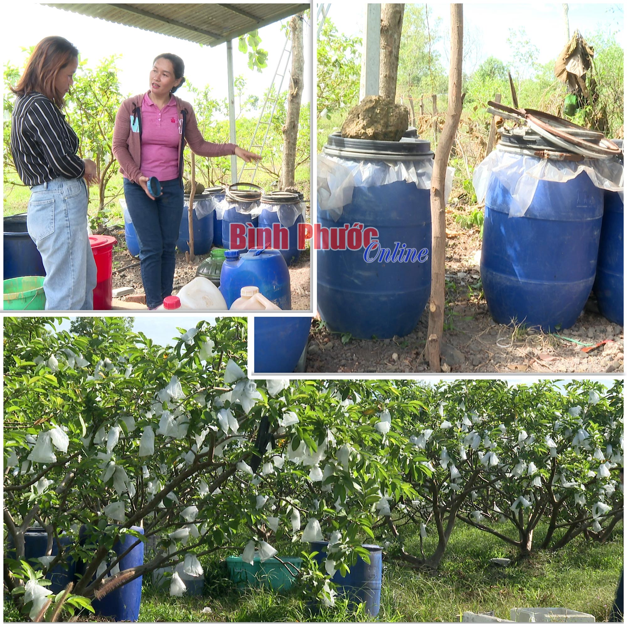 Lấy trái mít, ổi, chuối ủ làm 'thức ăn' cho cây, nhà nông Bình Phước chăm nhàn tênh lại tăng lợi nhuận - Ảnh 1.