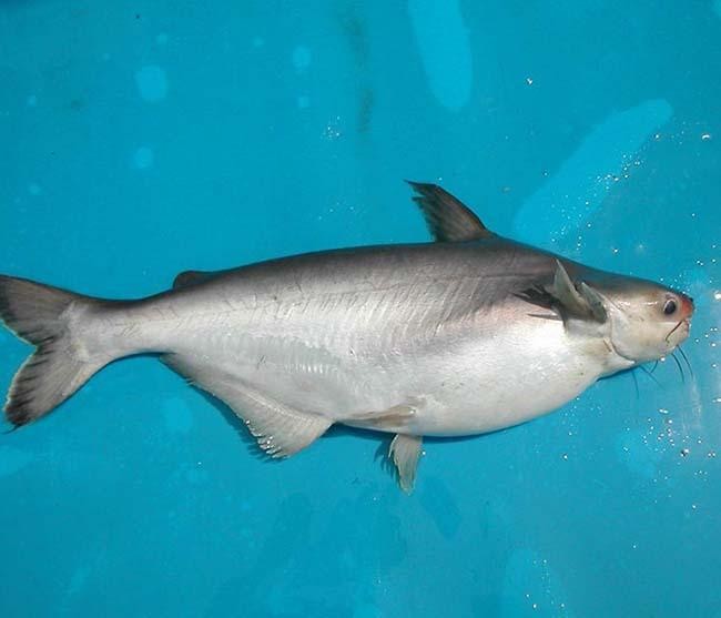 Của hiếm Nam Bộ: Loài cá thơm mùi lá dứa, giá gần 1 triệu đồng/kg, rất giàu dinh dưỡng - Ảnh 2.