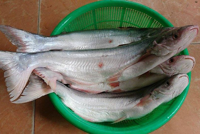 Của hiếm Nam Bộ: Loài cá thơm mùi lá dứa, giá gần 1 triệu đồng/kg, rất giàu dinh dưỡng - Ảnh 1.
