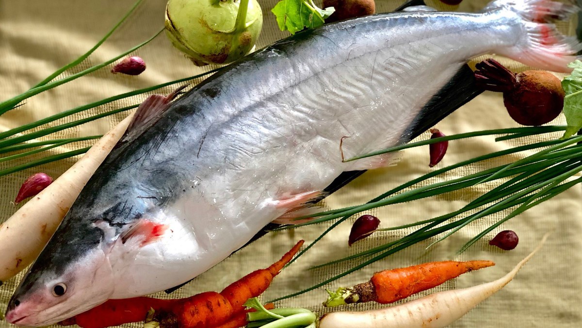 Của hiếm Nam Bộ: Loài cá thơm mùi lá dứa, giá gần 1 triệu đồng/kg, rất giàu dinh dưỡng - Ảnh 3.