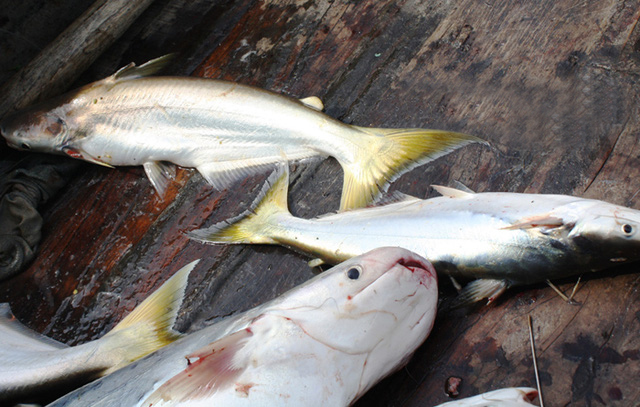 Của hiếm Nam Bộ: Loài cá thơm mùi lá dứa, giá gần 1 triệu đồng/kg, rất giàu dinh dưỡng - Ảnh 5.