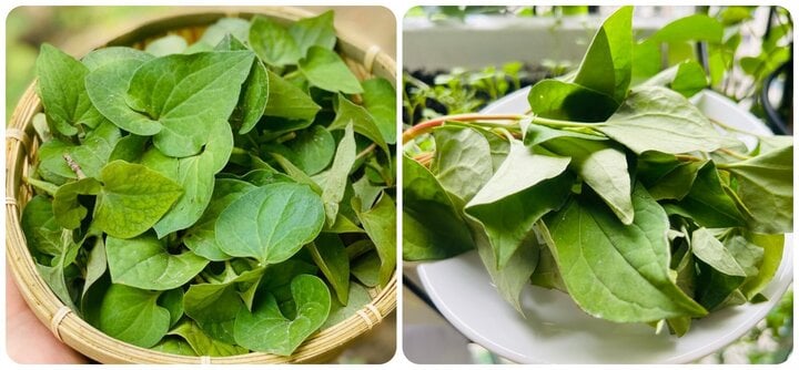 Loại rau ăn sống phổ biến trong bữa cơm người Việt, bổ phổi, bán rẻ chưa từng thấy - Ảnh 1.