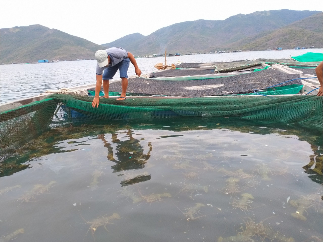 Nuôi con vật to bự bơi trong lồng ngoài biển, nông dân Khánh Hòa đang lo ngay ngáy điều này - Ảnh 1.