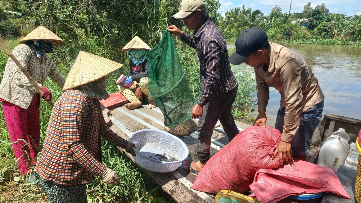 Nước lũ đổ về nhiều hơn, dân vùng Đồng Tháp Mười ở Long An tấp nập ra đồng bắt cá tôm - Ảnh 4.