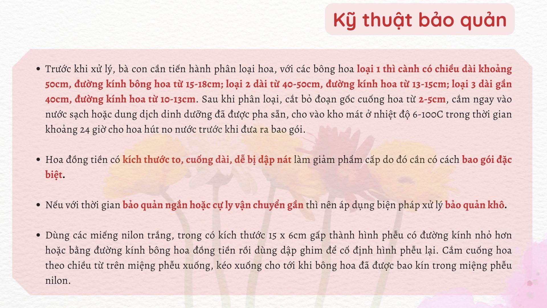 SỔ TAY NHÀ NÔNG: Kỹ thuật thu hái và bảo quản hoa đồng tiền - Ảnh 3.