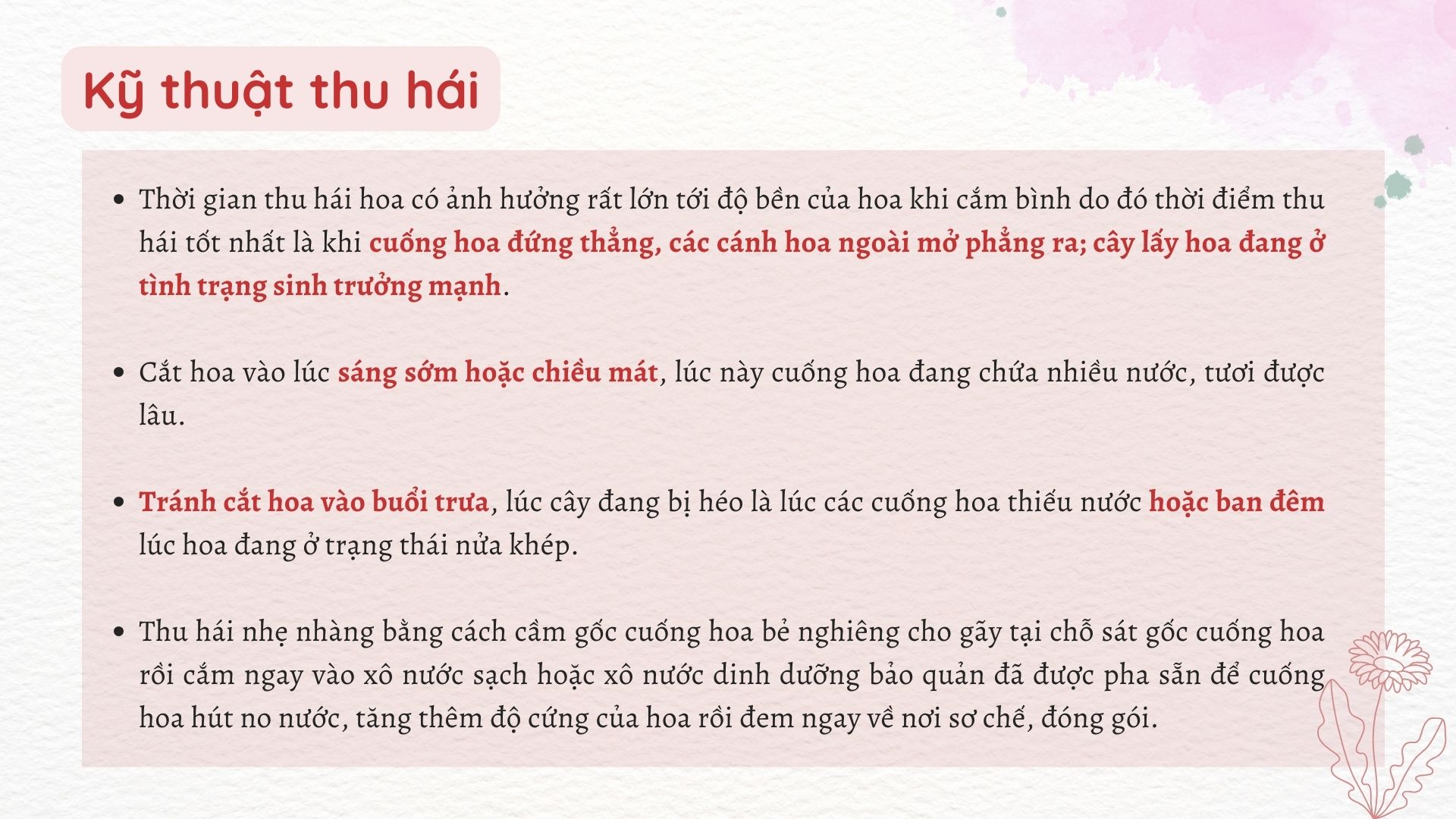 SỔ TAY NHÀ NÔNG: Kỹ thuật thu hái và bảo quản hoa đồng tiền - Ảnh 2.