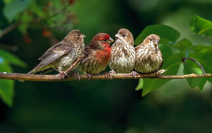 Tư duy nhanh nhạy: Ai sinh tháng Âm lịch này có tài hùng biện, làm đâu thắng đó, thuận lợi thoát nghèo - Ảnh 2.