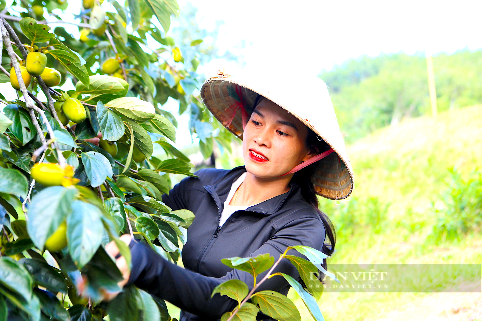 Từ cây trồng lấy bóng mát, khó nhân giống đã phát triển thành sản phẩm OCOP góp phần xóa đói giảm nghèo tại Hà Tĩnh - Ảnh 6.