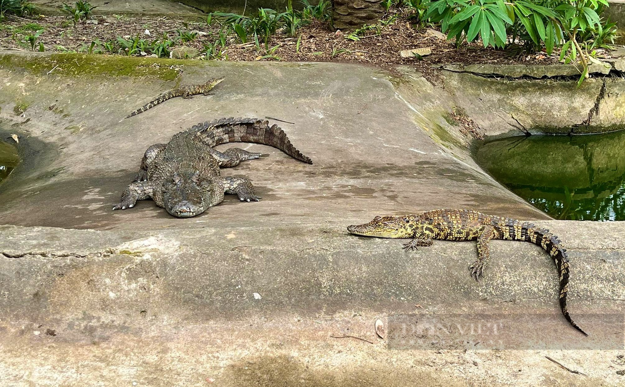 Đàn cá sấu ở công viên lớn nhất Nghệ An đã tìm được nơi ở mới - Ảnh 1.