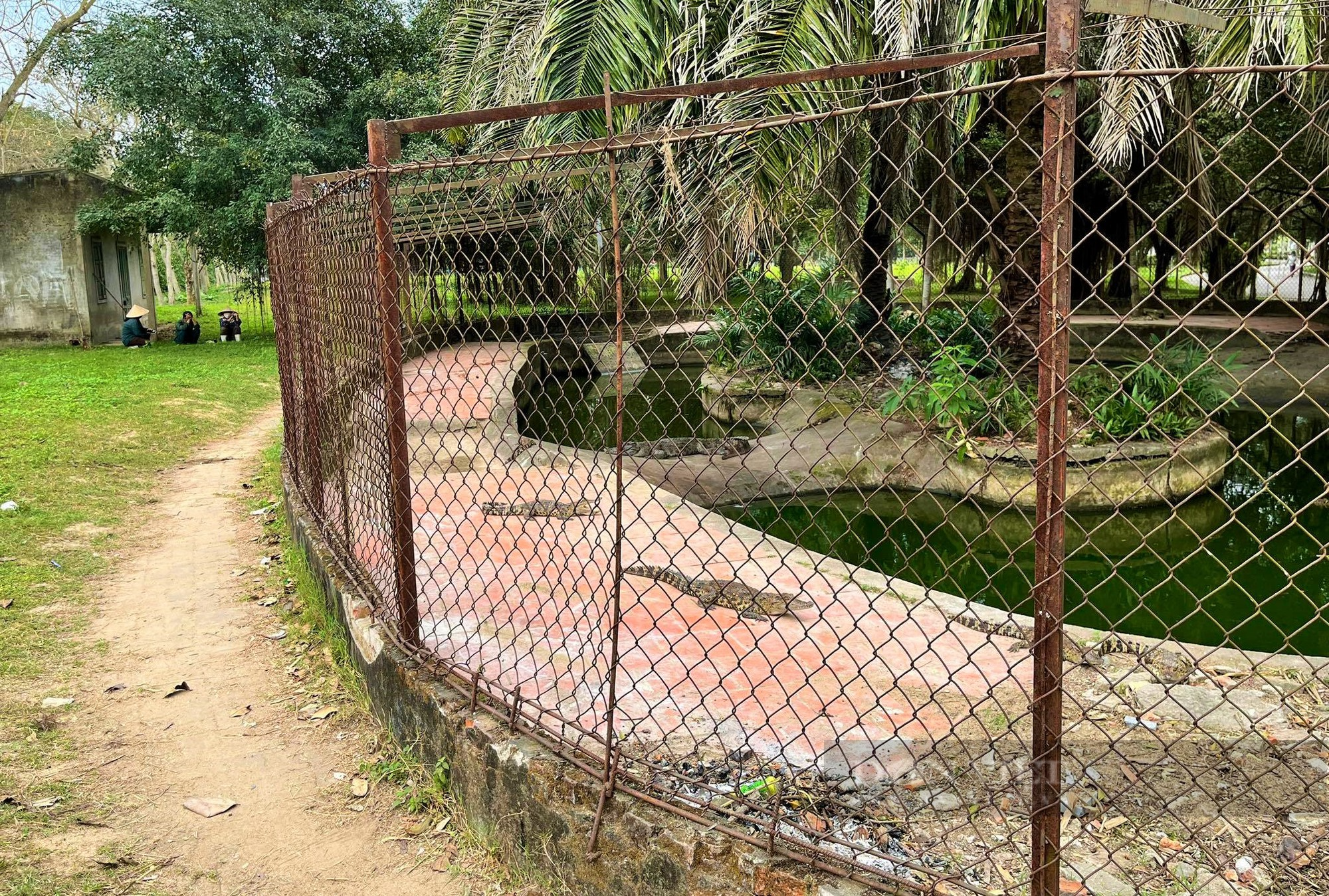Đàn cá sấu ở công viên lớn nhất Nghệ An đã tìm được nơi ở mới - Ảnh 2.