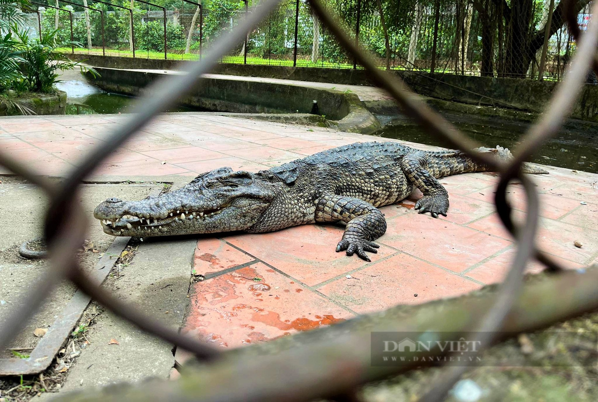 Đàn cá sấu ở công viên lớn nhất Nghệ An đã tìm được nơi ở mới - Ảnh 3.