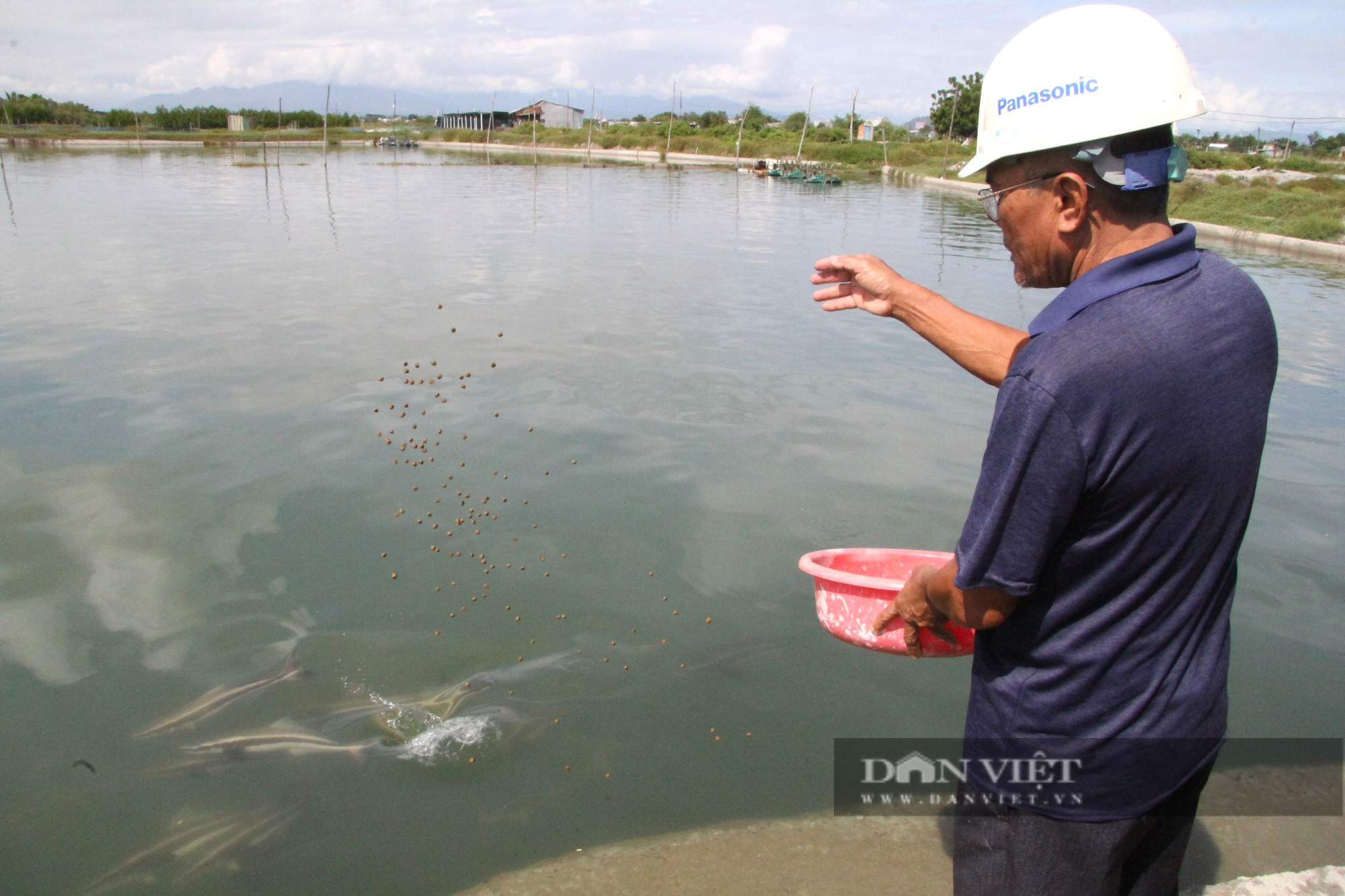 Một lão nông ở Ninh Thuận biến đìa tôm thành ao nuôi cá bớp dày đặc toàn con to bự - Ảnh 3.
