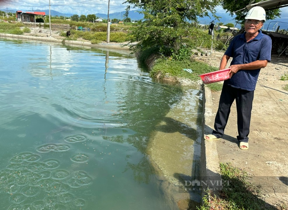 Một lão nông ở Ninh Thuận biến đìa tôm thành ao nuôi cá bớp dày đặc toàn con to bự - Ảnh 7.