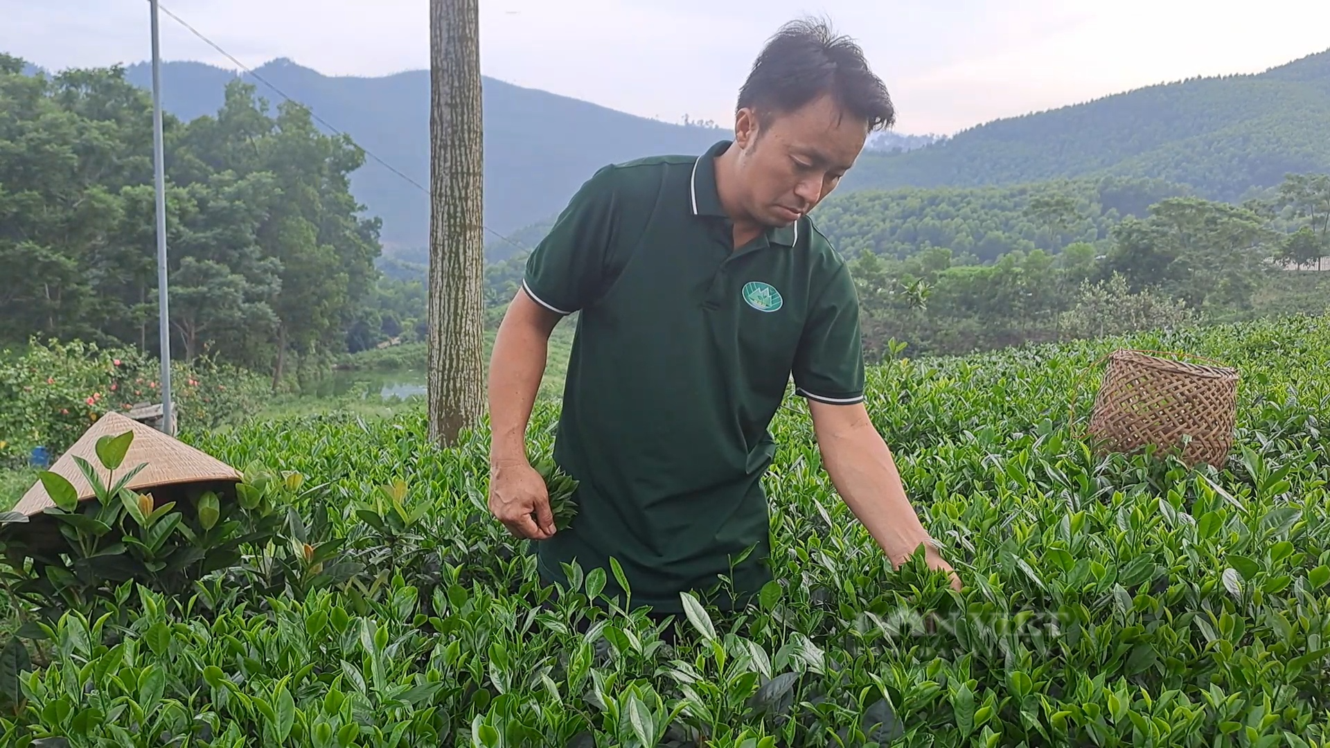 Nông dân Thái Nguyên làm ra loại trà ướp sen, hội tụ tinh tuý đất trời, thực khách đã dùng là mê - Ảnh 2.