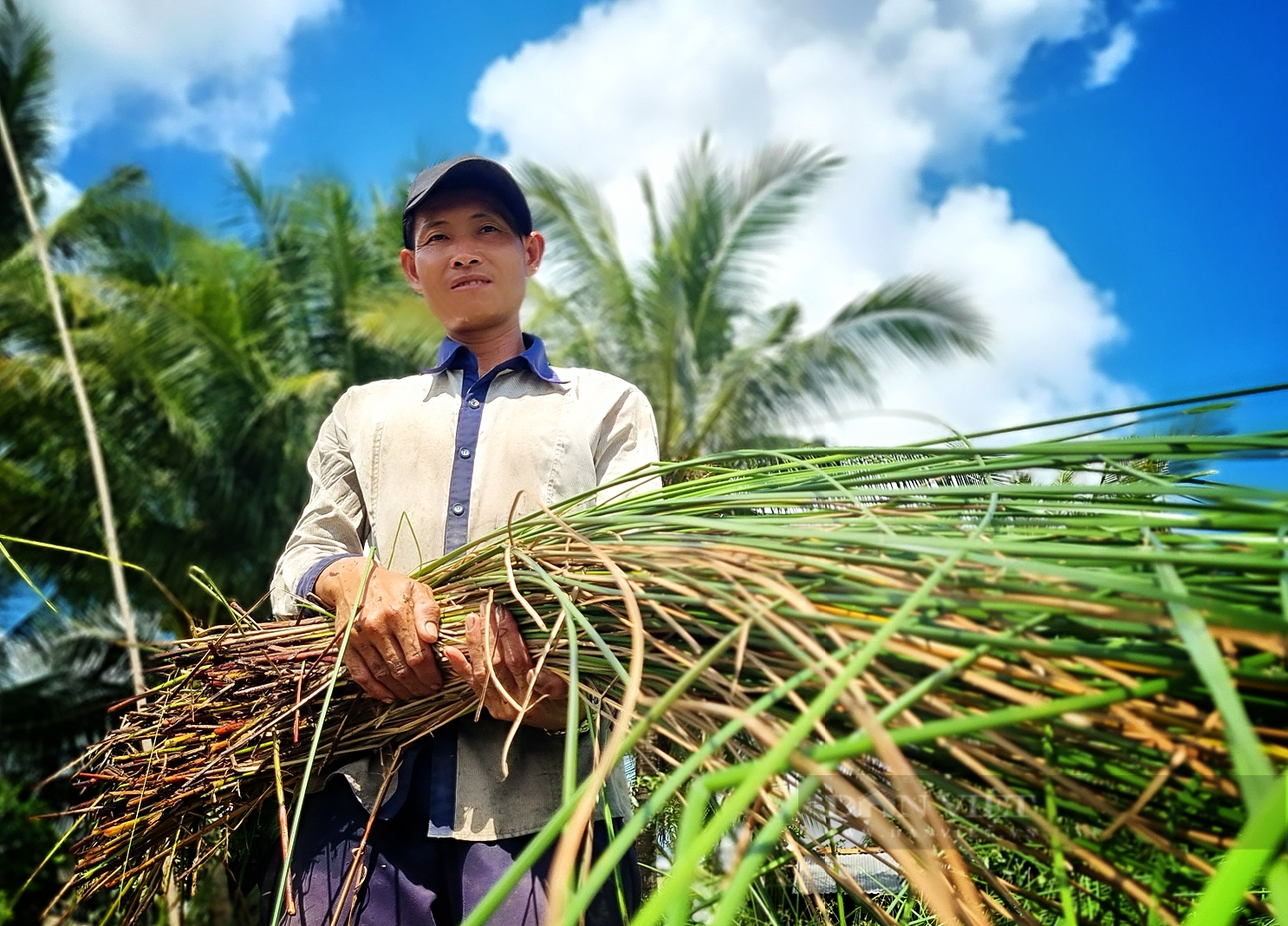 Người dân Trà Vinh ổn định cuộc sống hơn 20 năm từ nghề trồng lác - Ảnh 1.