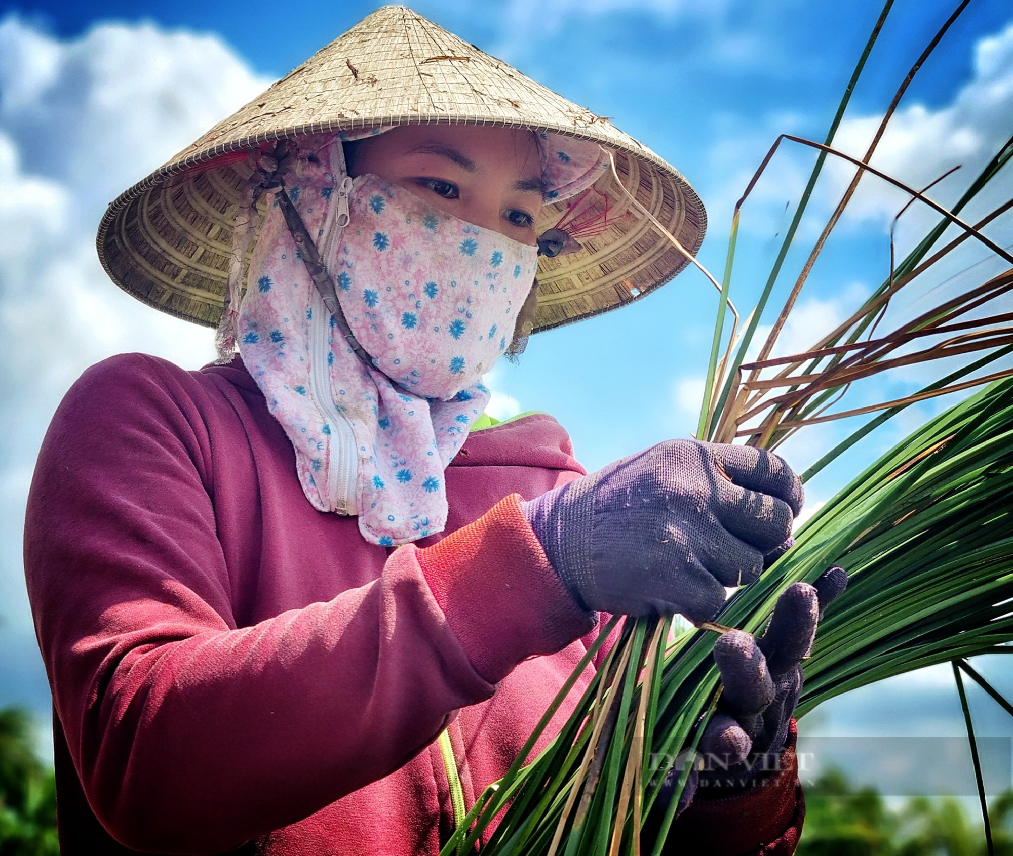 Người dân Trà Vinh ổn định cuộc sống hơn 20 năm từ nghề trồng lác - Ảnh 2.
