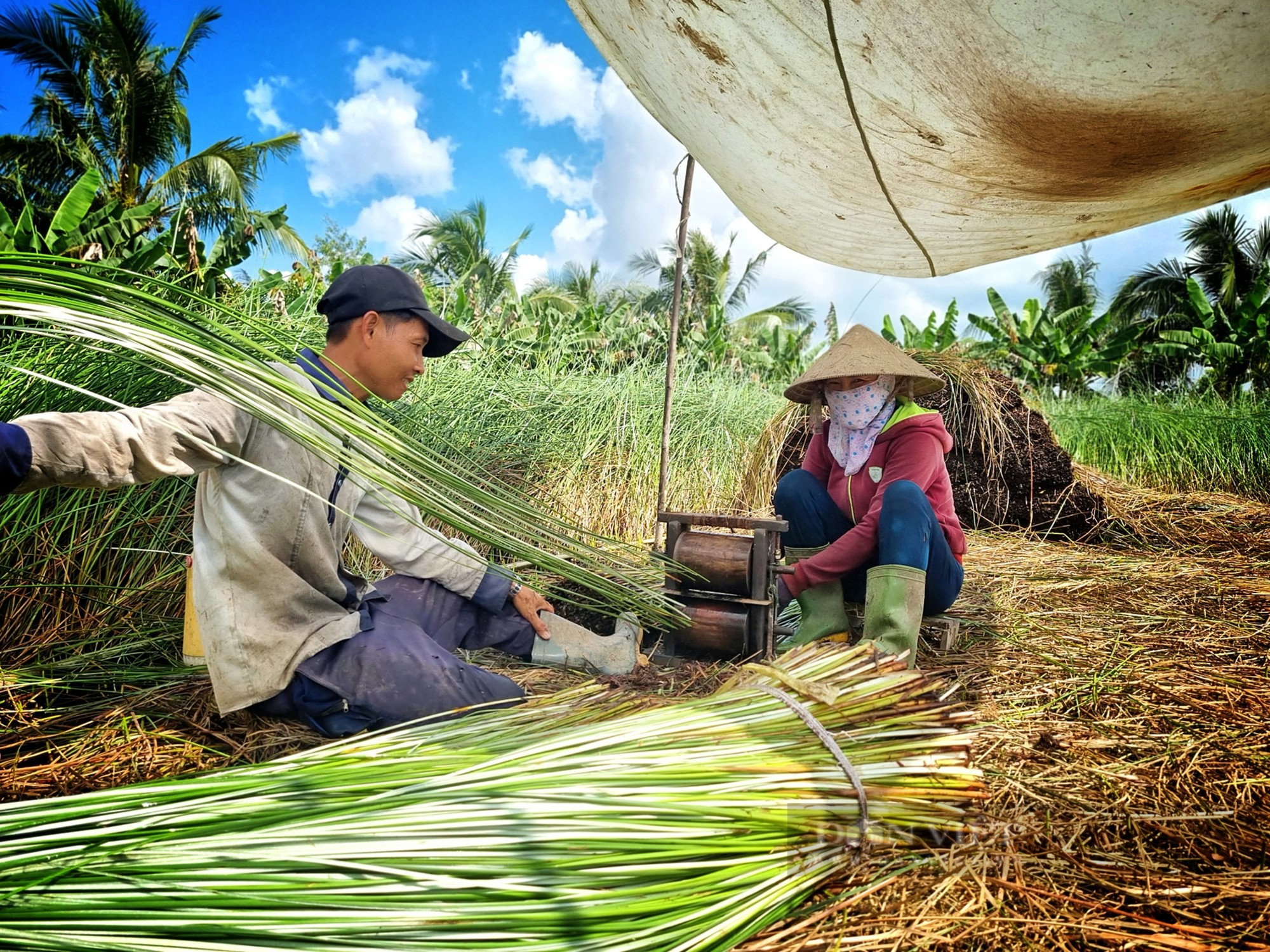 Người dân Trà Vinh ổn định cuộc sống hơn 20 năm từ nghề trồng lác - Ảnh 4.